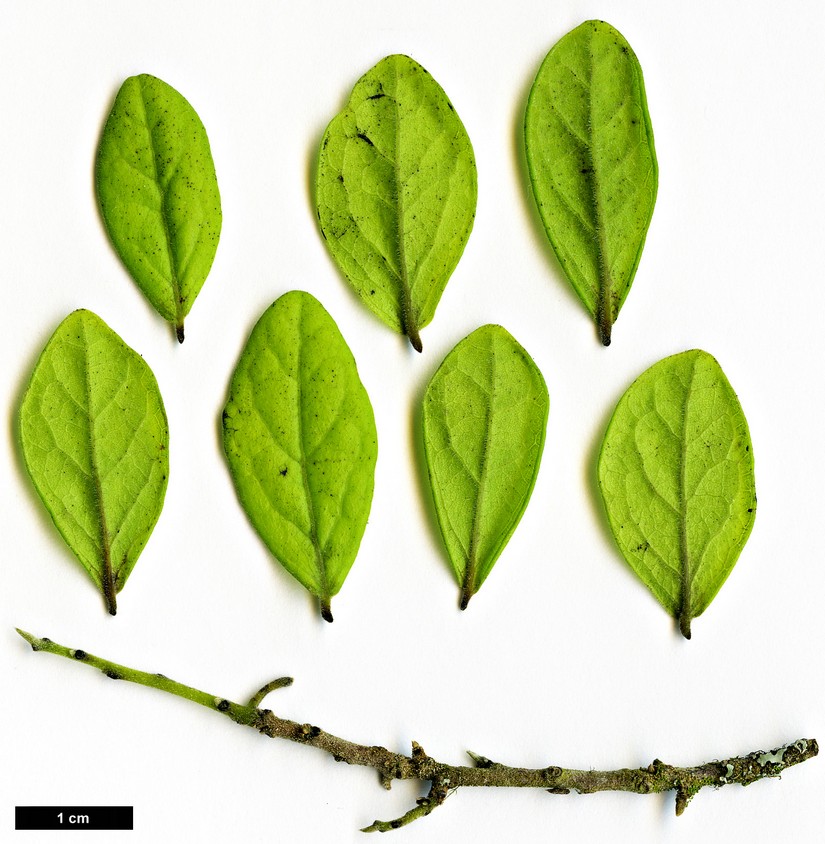 High resolution image: Family: Ebenaceae - Genus: Diospyros - Taxon: texana